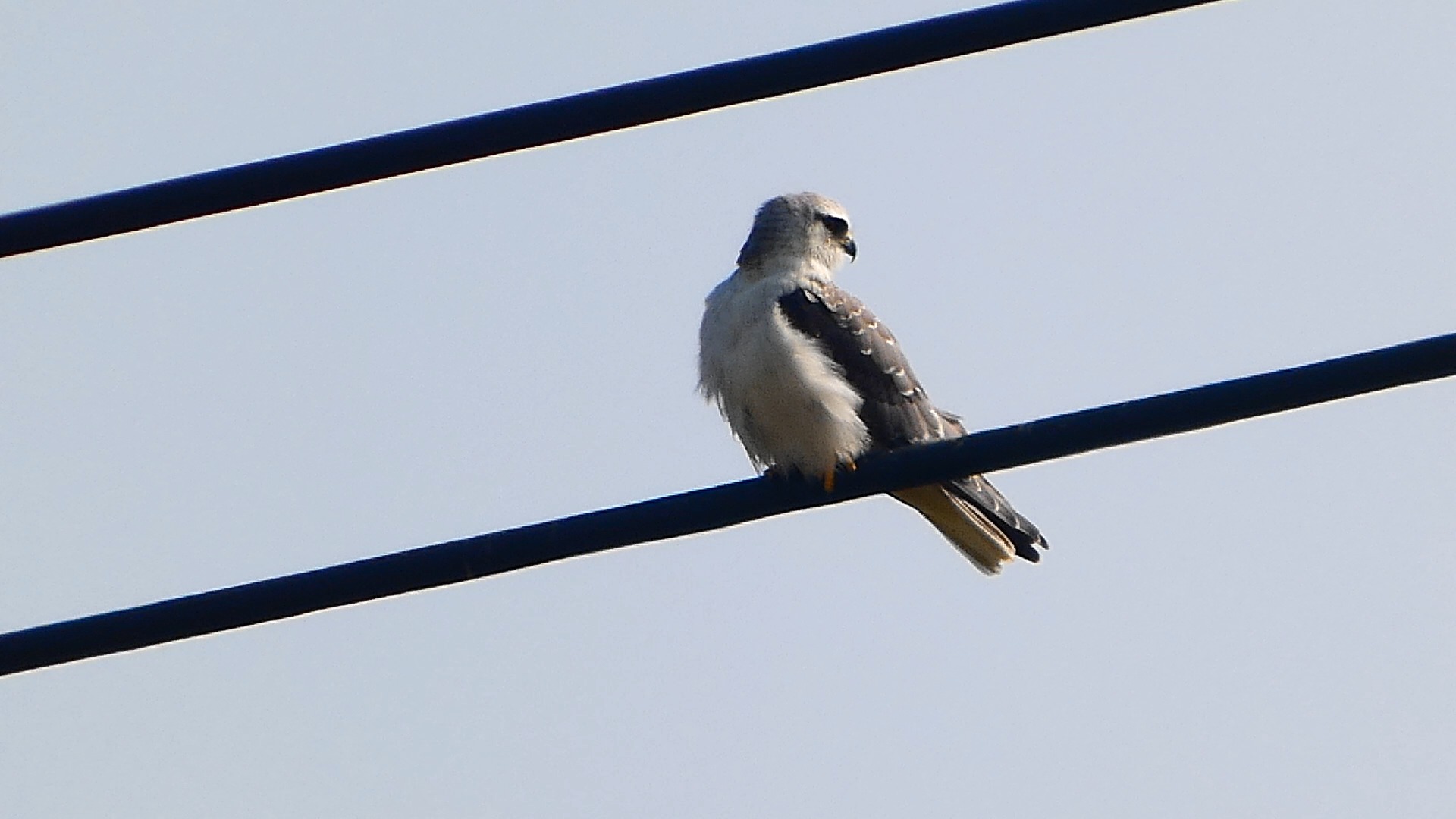摇尾巴的黑翅鸢幼鸟