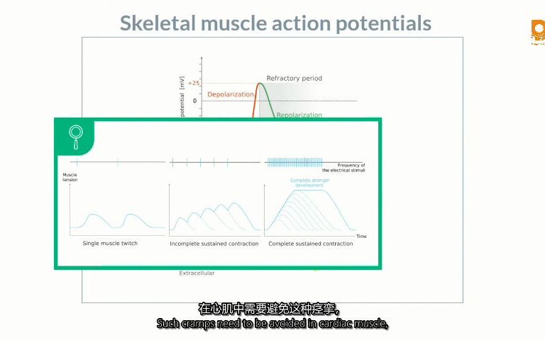 【AMBOSS】骨骼肌细胞的动作电位 EP. 3哔哩哔哩bilibili