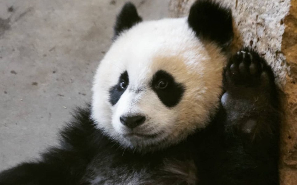 【欧维汉动物园】大熊猫梵星满一岁了