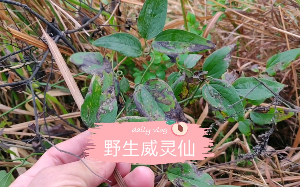 [图]路边发现的野生威灵仙，除风湿风痛，化骨刺骨渣