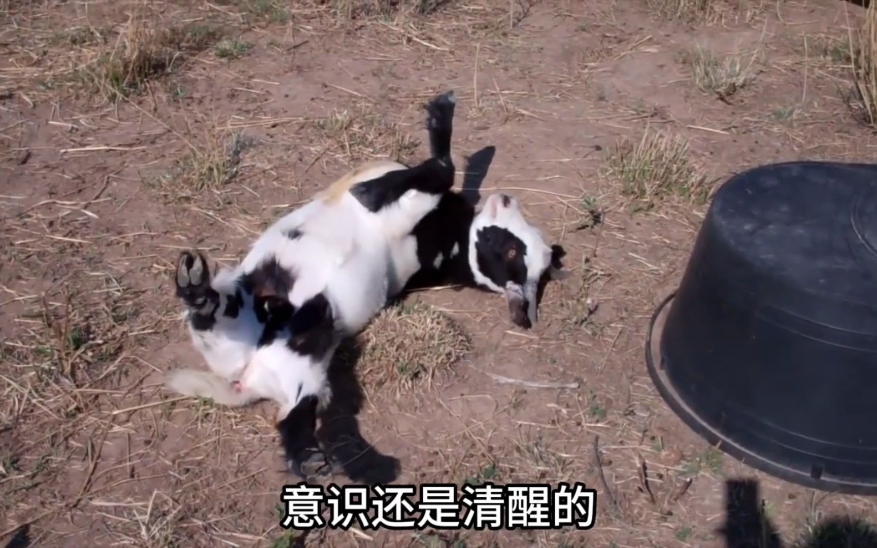 一只随时随地都会晕倒的羊,晕倒羊!每周至少晕25次!