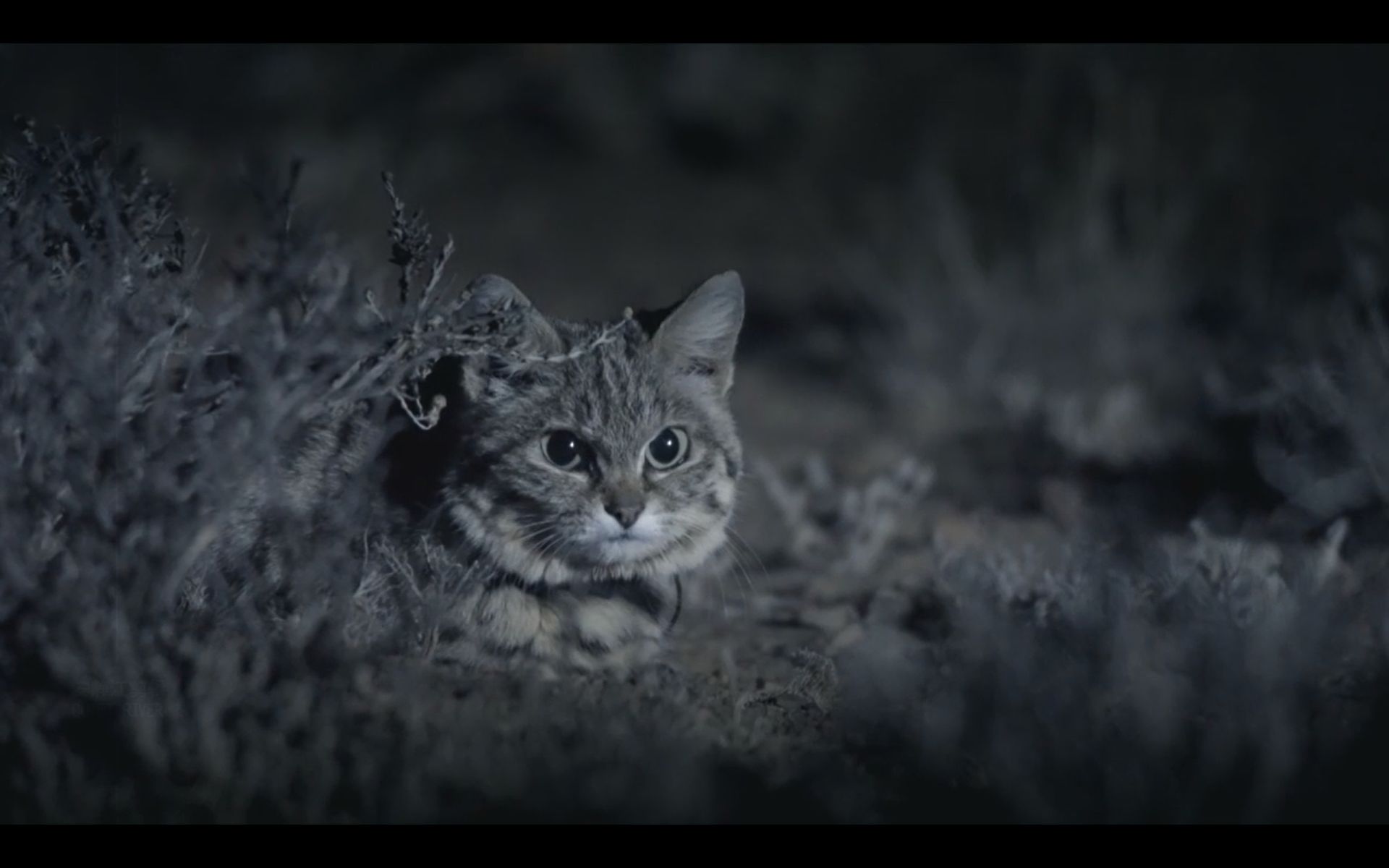【bbc大猫】非洲最小的猫-黑足猫,一个满脸凶恶的捕鸟能手._哔哩哔哩_