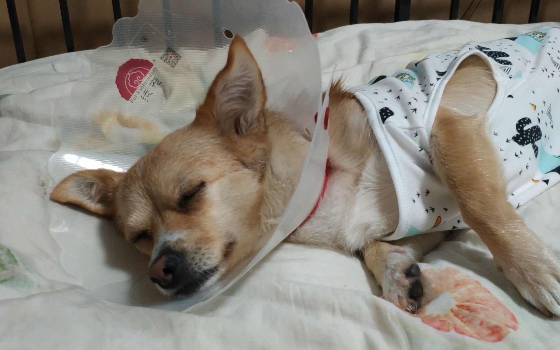 男子给狗狗做绝育,狗狗回来后凶巴巴的,对主人爱答不理,记仇了