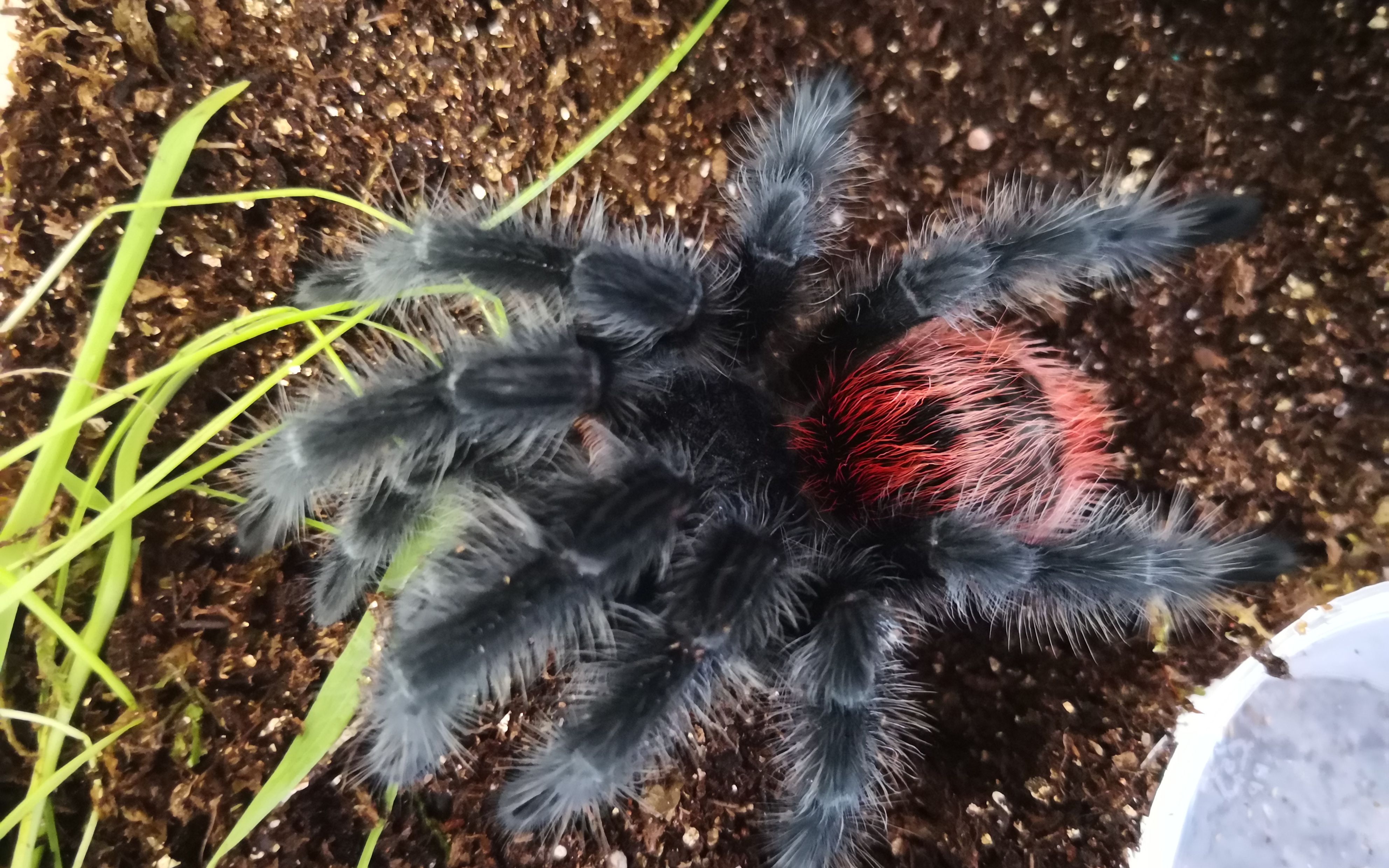 【渡渡鸟】渡渡鸟的g属捕鸟蛛常见品种分享