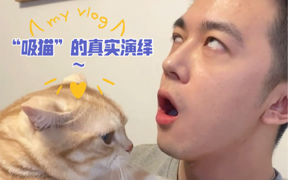 “吸猫”的真实演绎~_哔哩哔哩_bilibili