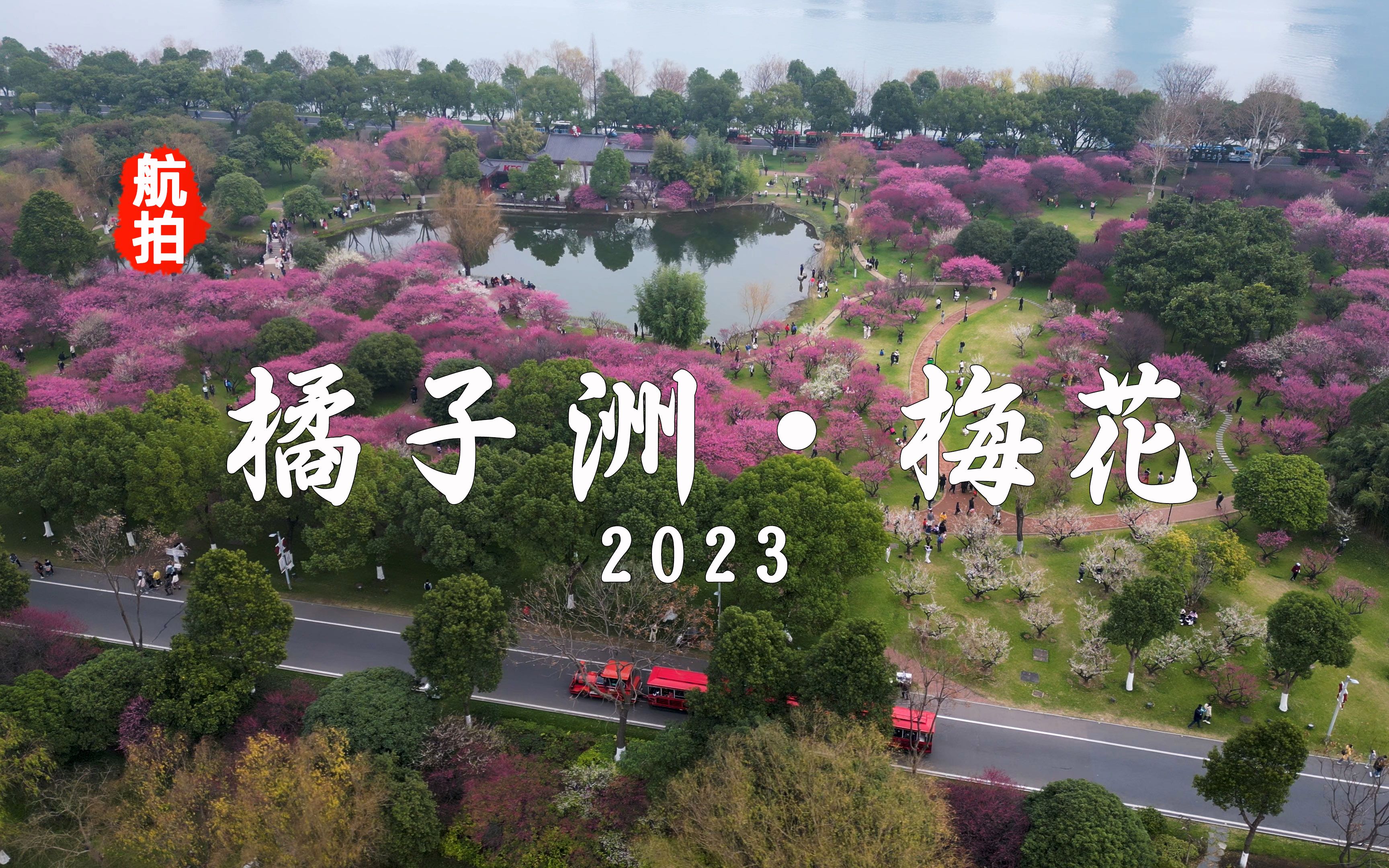 4K | 航拍长沙橘子洲梅园ⷮŠ梅花2023,正是梅花盛开的时候哔哩哔哩bilibili