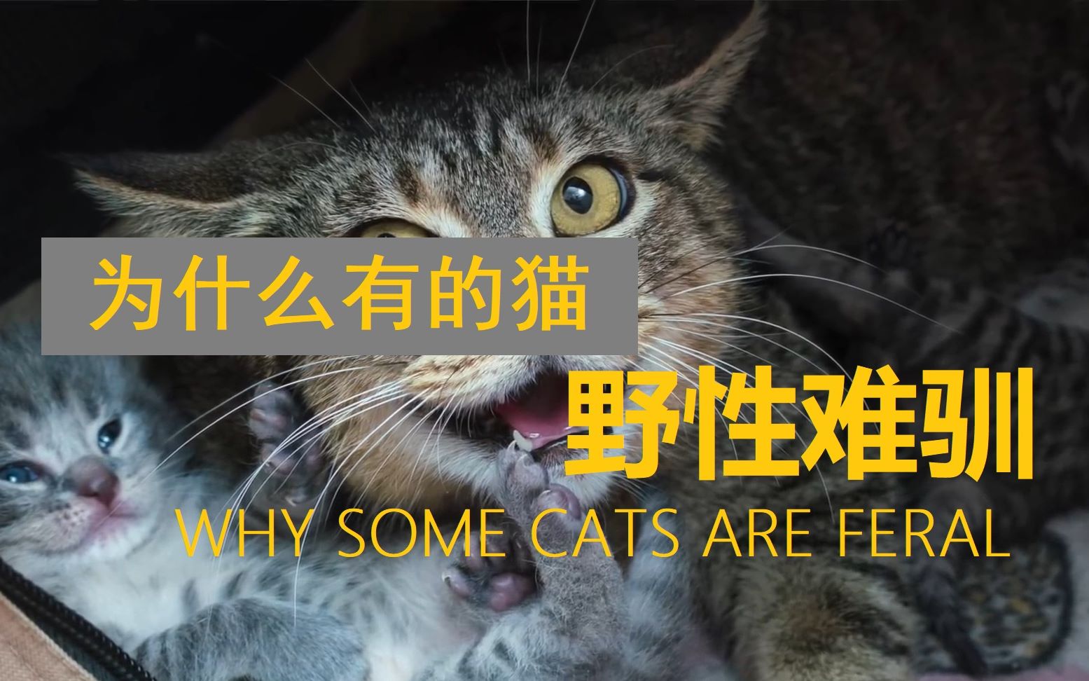 [图]【科普向】为什么有的猫野性难驯？养猫GEEK研习社VOL.13