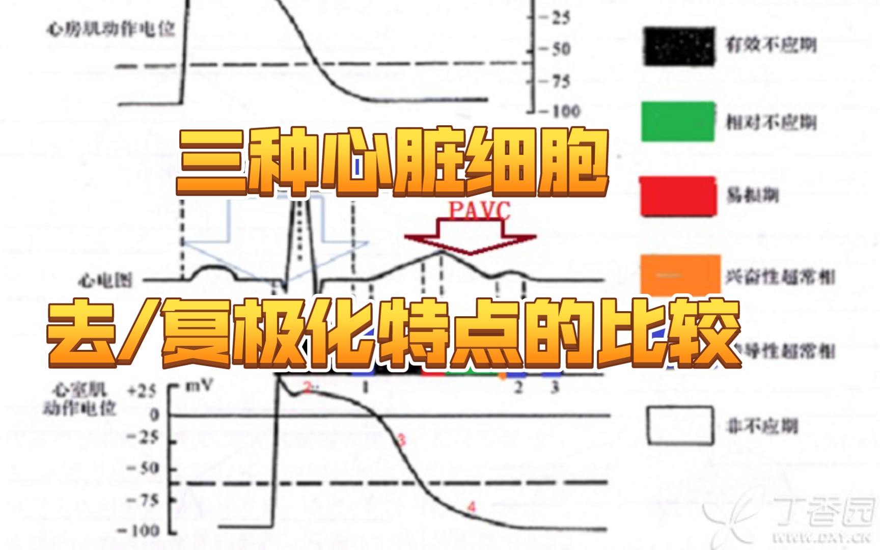 【Medidoc医学课】心室肌、窦房结P细胞、浦肯野细胞的去/复极化特点的比较哔哩哔哩bilibili