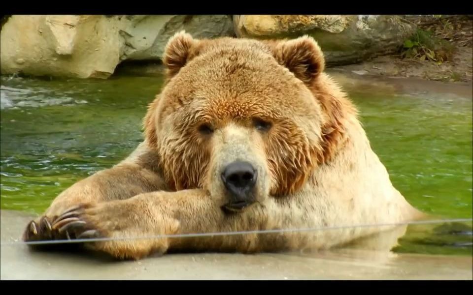 【科迪亚克棕熊】巨熊三兄弟中的大哥-杰克