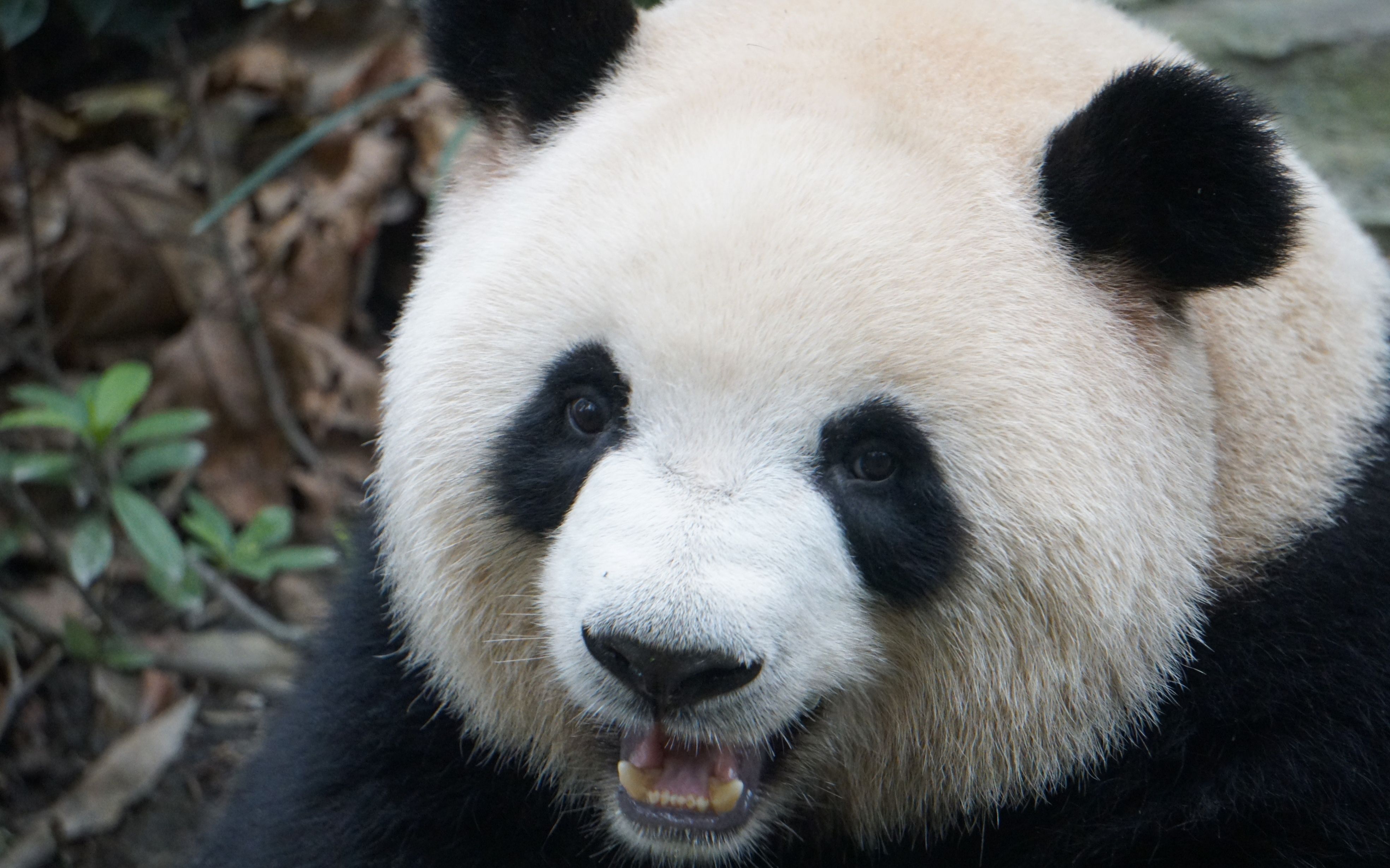 【梅兰肉肉】微笑滴宝贝肉肉