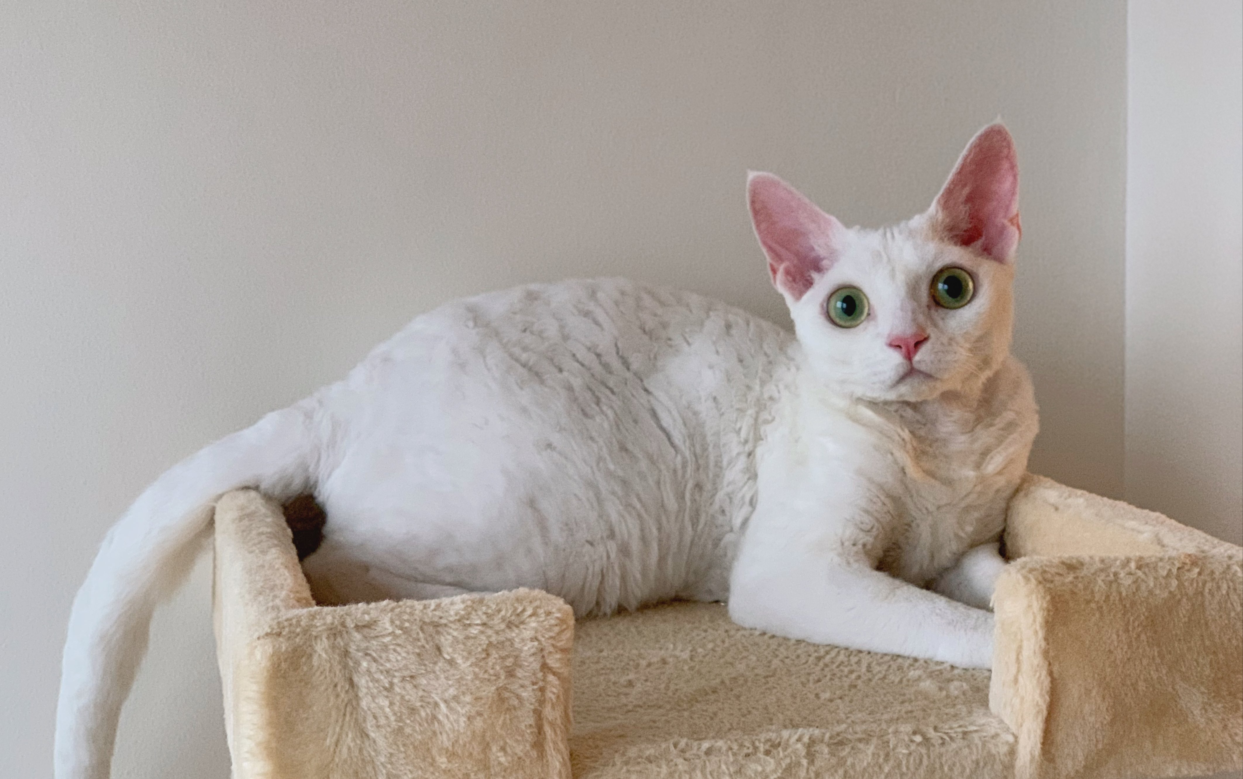 【德文卷毛妹妹】小绵羊真的不掉毛吗?