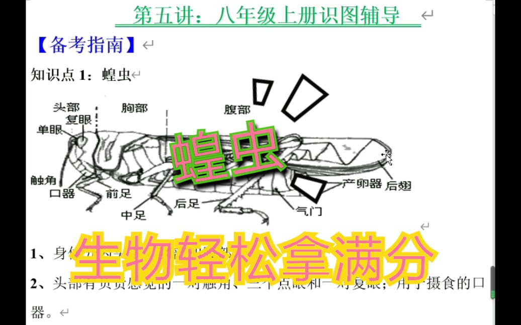 初中生物识图讲解之蝗虫哔哩哔哩bilibili