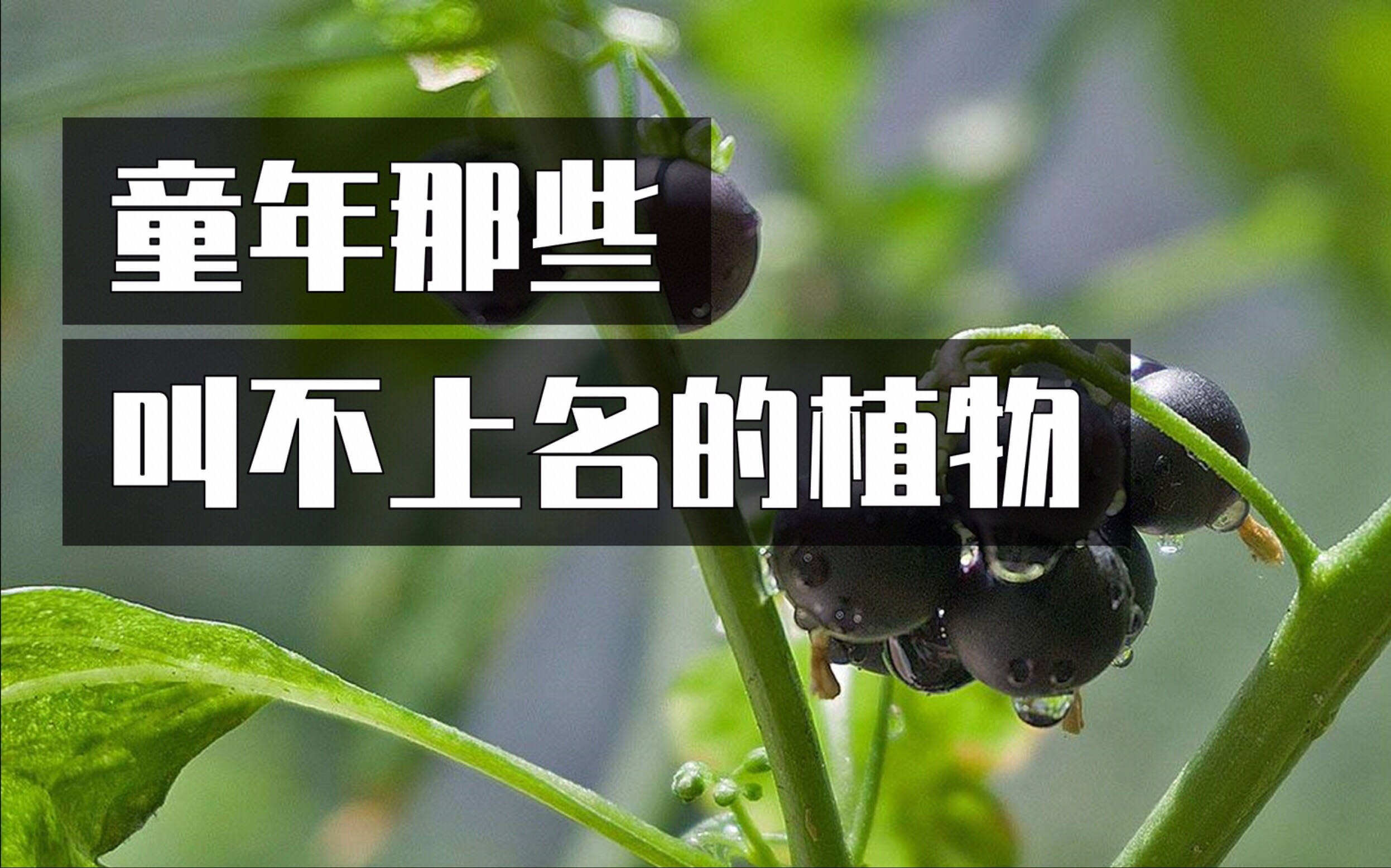 [图]小时候吃的野果竟然有毒？盘点那些童年常见植物