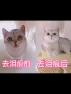 Download Video: 给大家分享一下怎么给猫咪去泪痕以及去泪痕