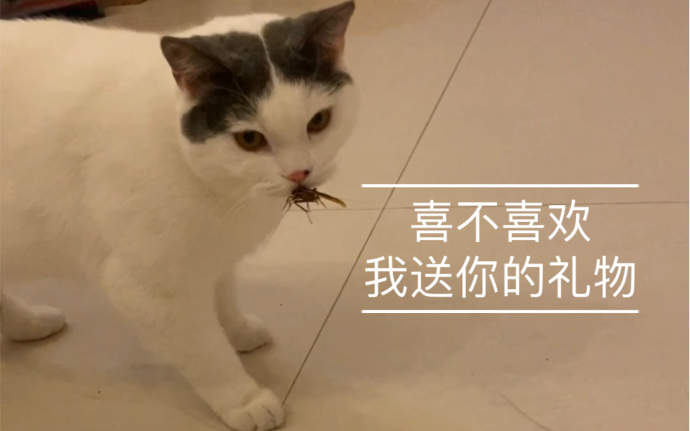 麻了,蟑螂真的会飞!!!猫咪也真的会抓蟑螂!!!哔哩哔哩bilibili