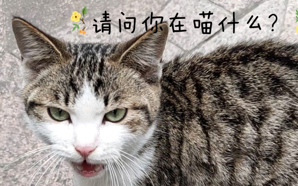 喵喵喵口苗口苗口苗口苗口苗口苗喵口苗喵喵口苗喵口苗喵口苗喵