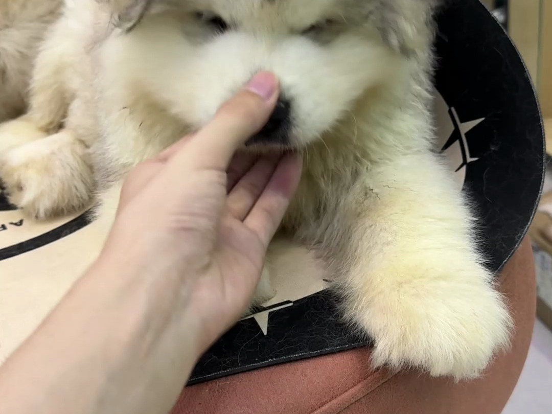 选精品阿拉斯加幼犬认准正规阿拉斯加犬舍.