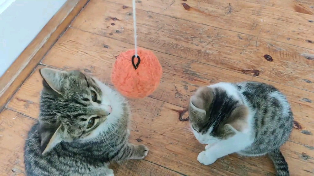球球逗猫咪