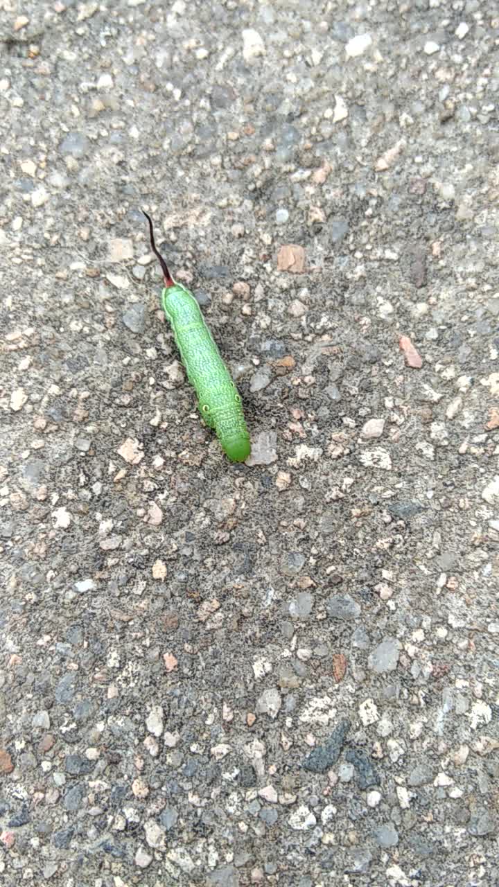 快看这个毛毛虫有尾巴哎