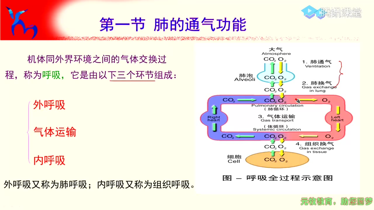 11动物生理学第三讲(1)哔哩哔哩bilibili