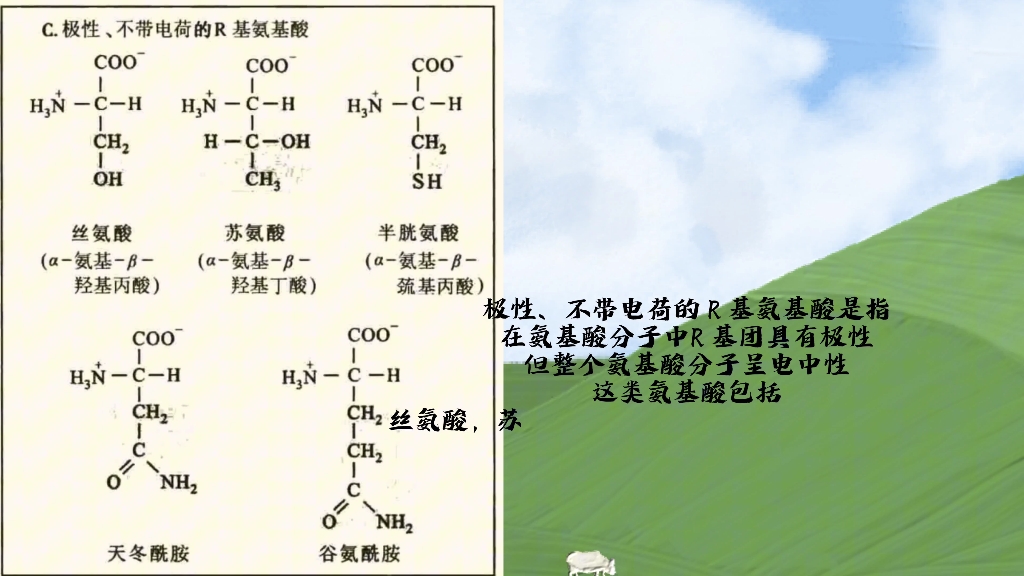 20种氨基酸的结构特点分类哔哩哔哩bilibili