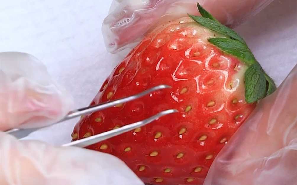 冬天的第一颗草莓,必须去籽吃才有仪式感!
