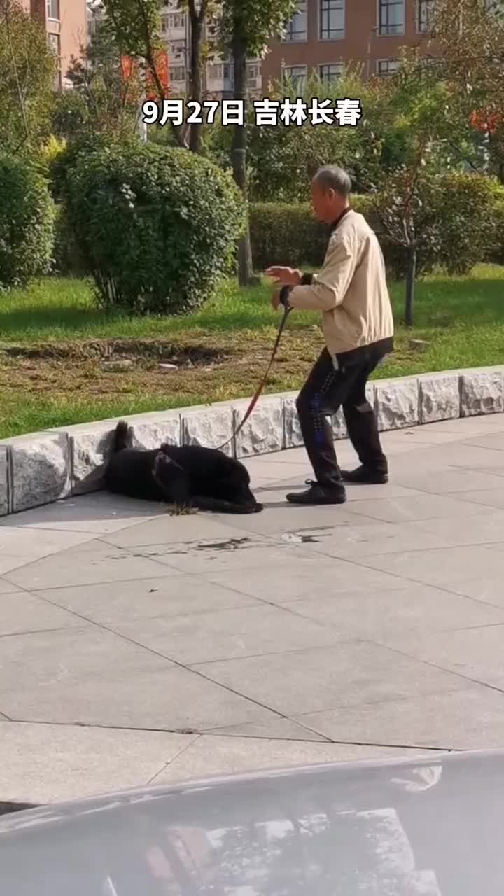 大爷"花式遛狗",摆造型后一动不动,远看以为是雕塑,狗狗在旁等待的不