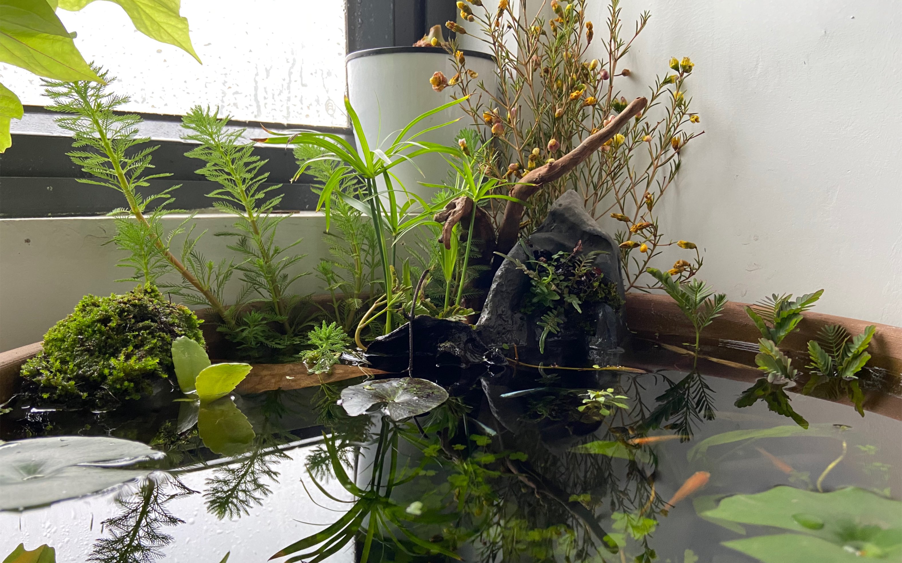 古法养鱼开缸过程，搭建一个属于自己的精神世界_哔哩哔哩_bilibili
