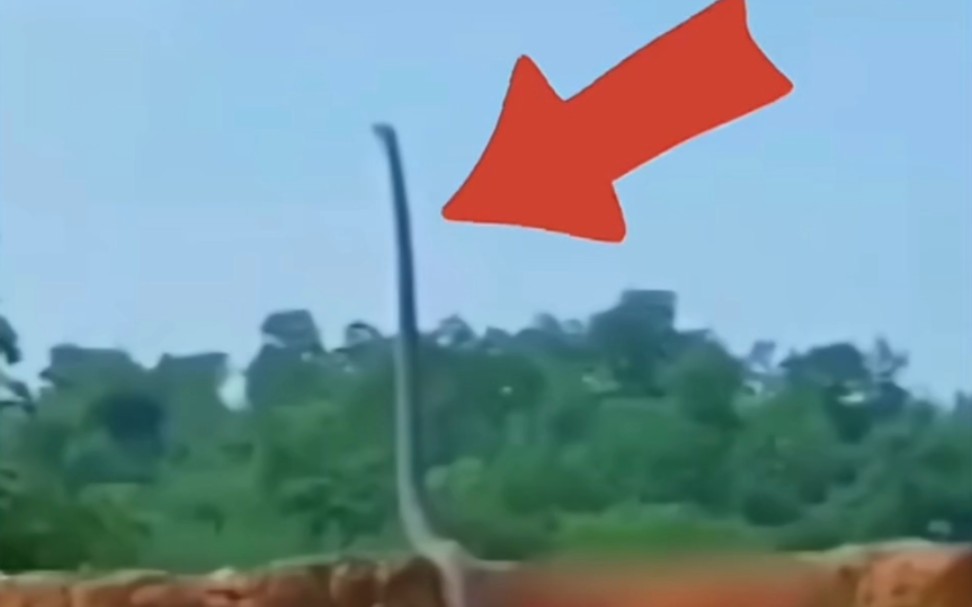 会站立的蛇你见过吗.