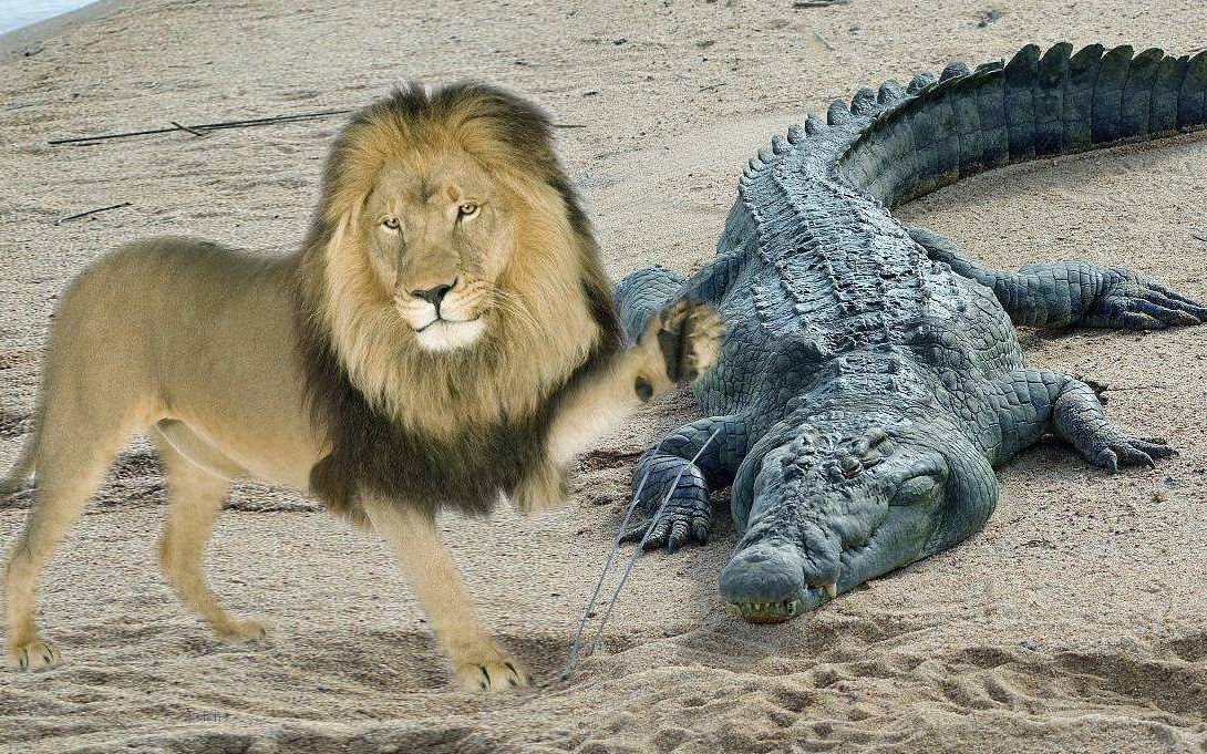 世界咬合力最强的动物,尼罗鳄咬合力达5000磅,轻松咬碎非洲狮子_哔哩