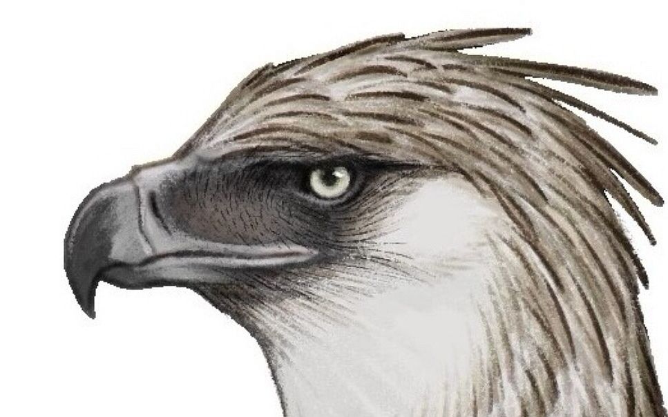 【鸟类图鉴画】菲律宾雕/食猿雕