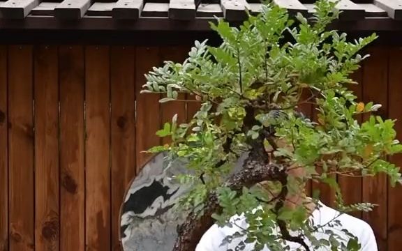 一起学盆景清香木修剪要注意时间,三月份修剪会得到红芽.