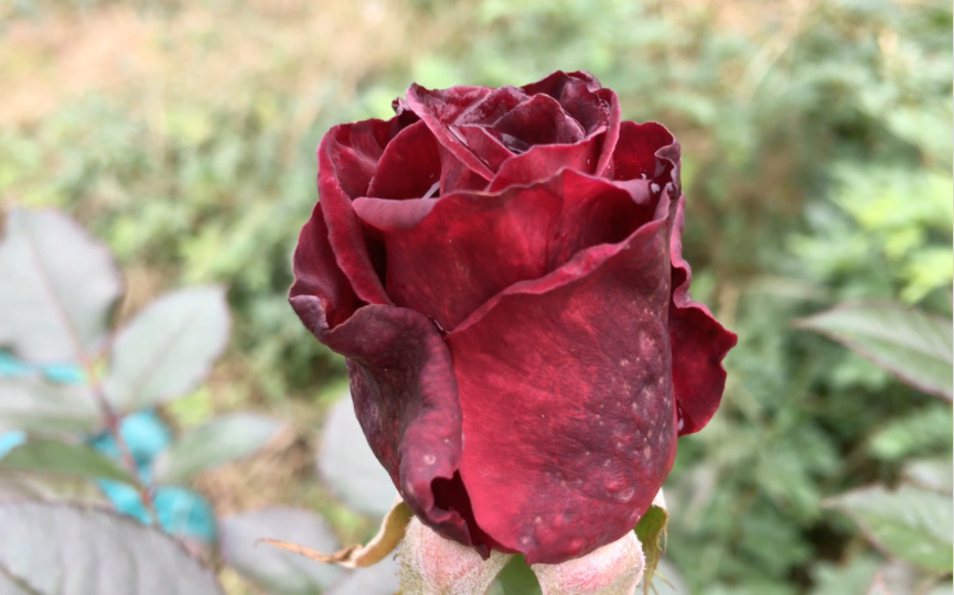 黑巴克月季,地栽表现优秀的黑红色品种