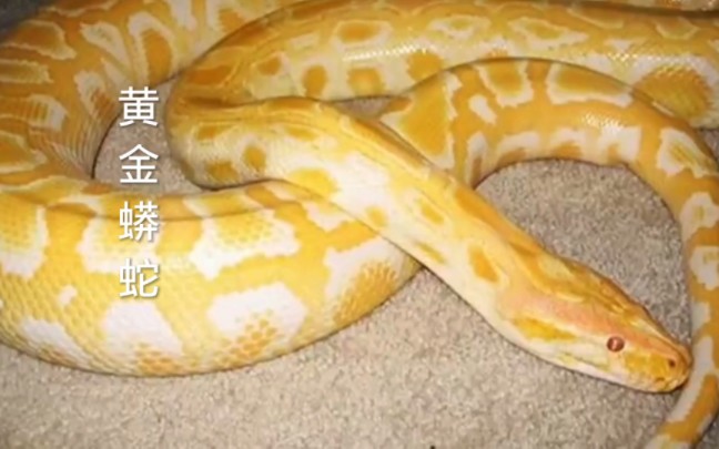 黄金蟒蛇性格温顺,可当宠物养!
