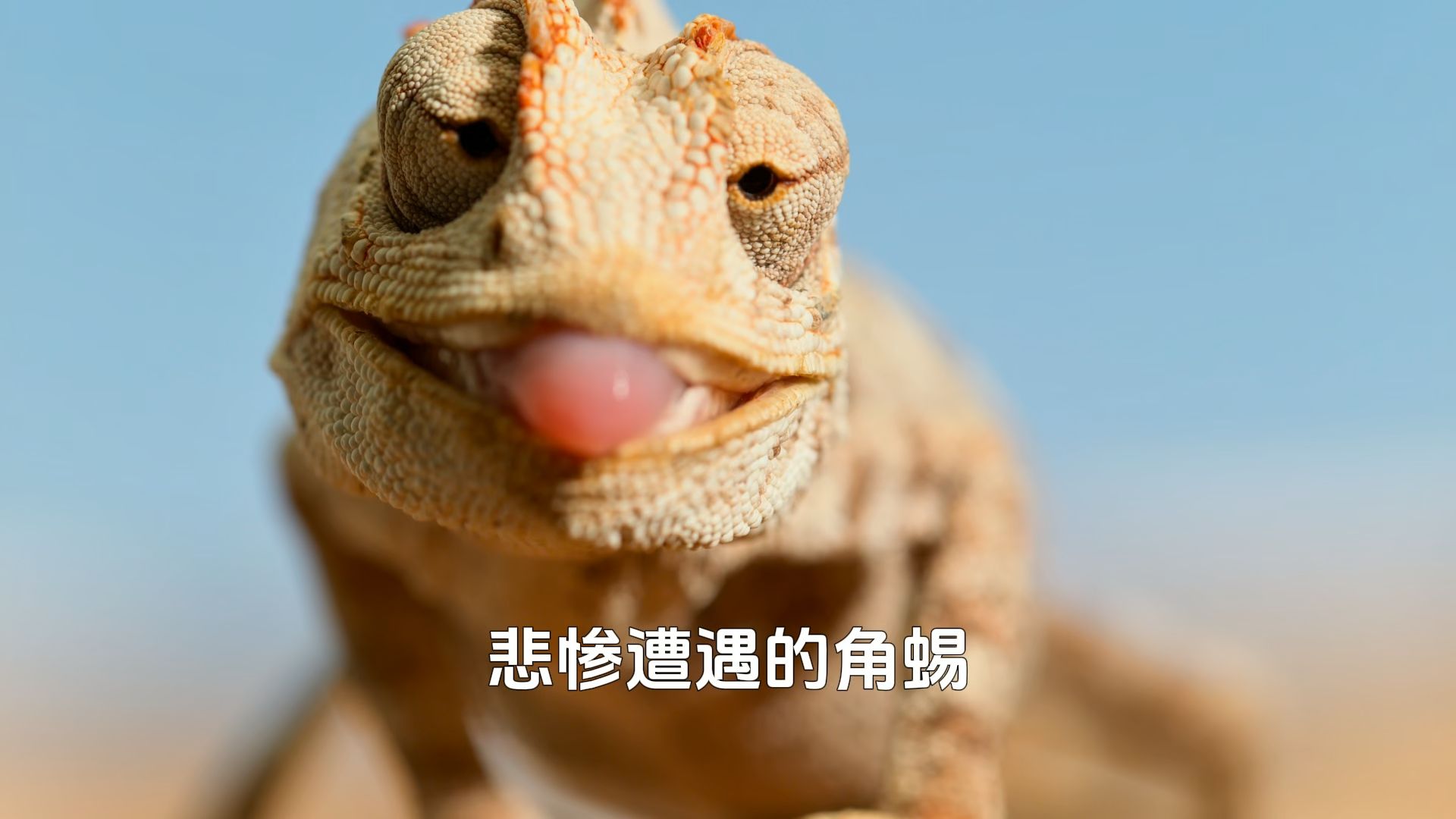 沙漠角蜥奇妙的一天