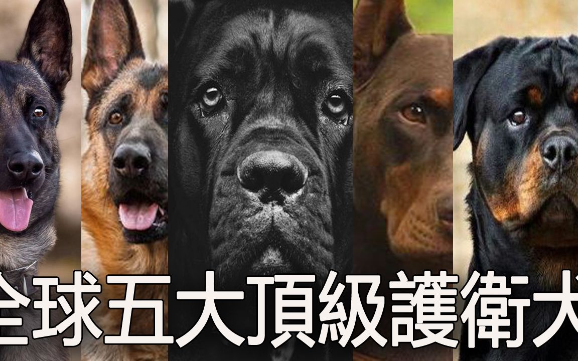 [图]全球五大顶级护卫犬