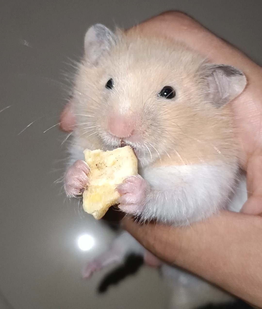鼠鼠吃香蕉片