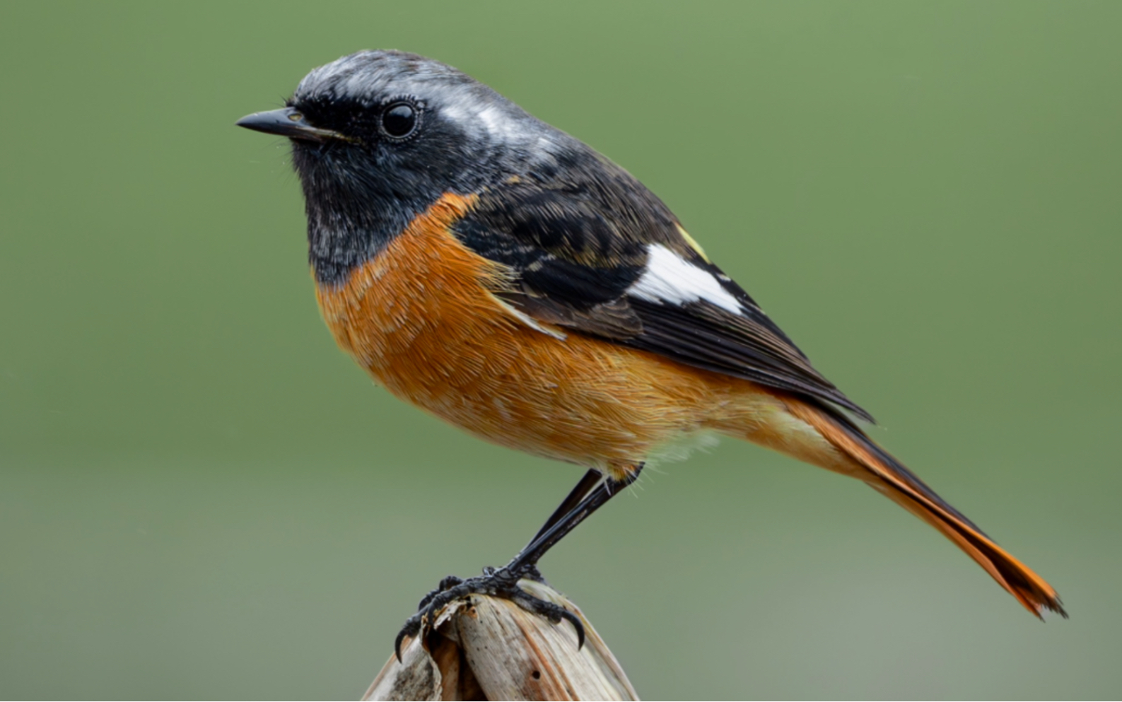 这是….北红尾鸲!