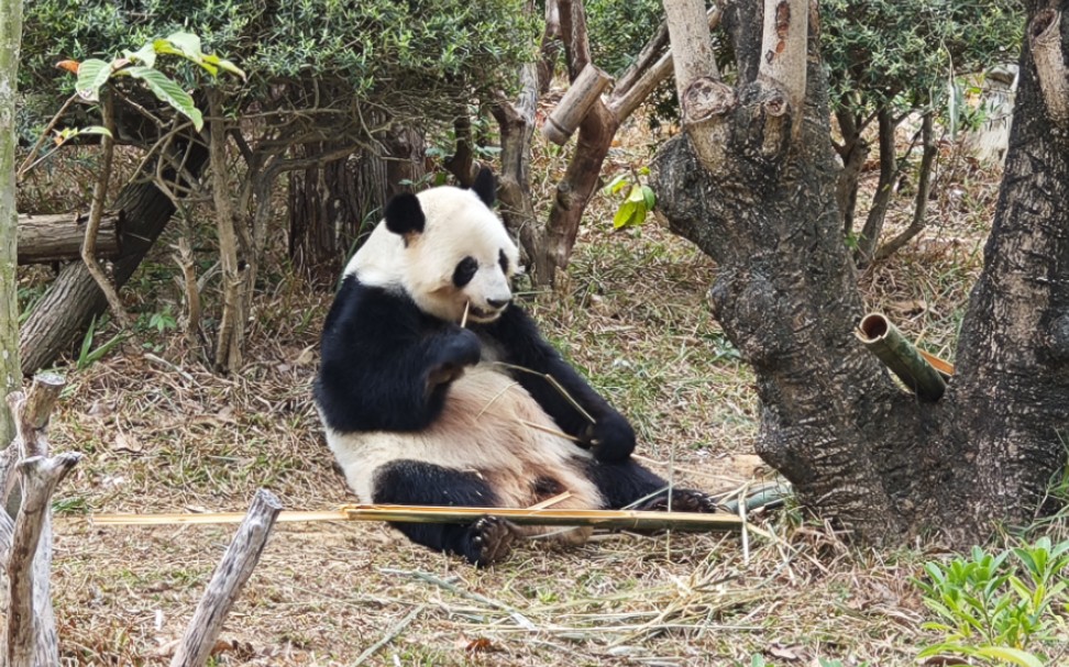南宁动物园一日游