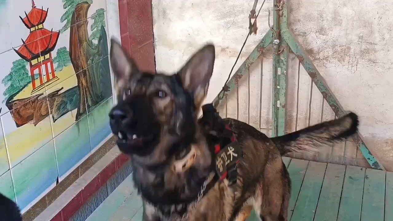 东德牧羊犬日常训练