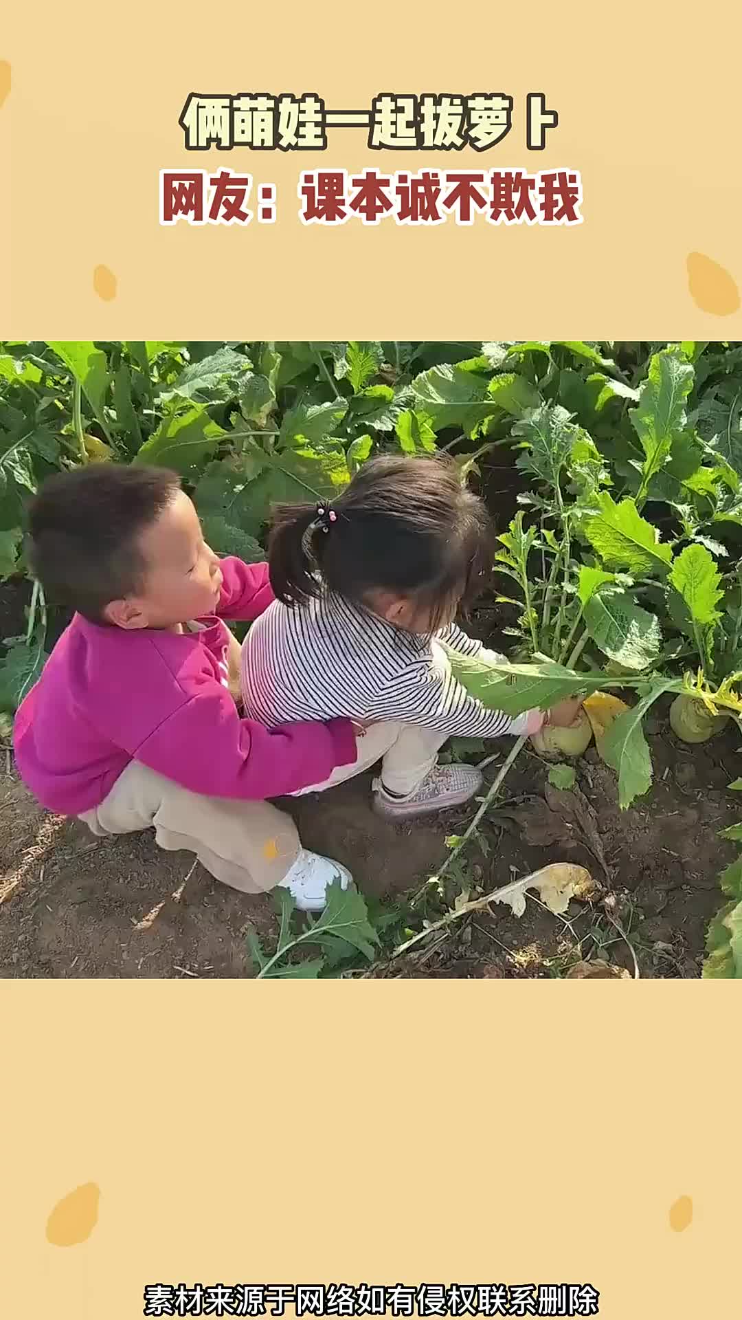 俩萌娃拔萝卜,发现与课本差距不小 副本