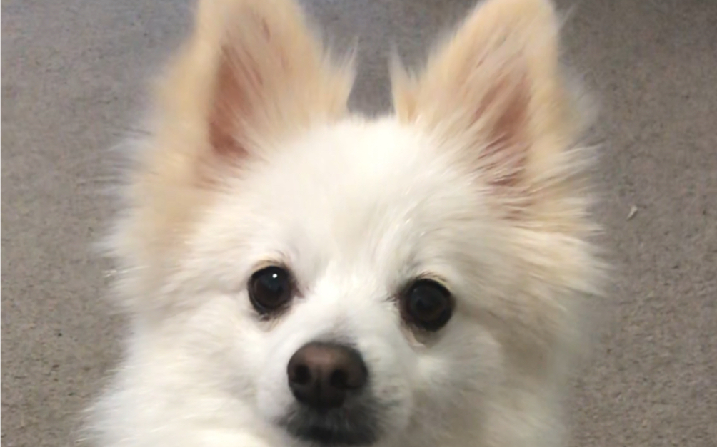 【云养博美】无奖竞猜之毛狗子究竟能不能抵抗美食的诱惑