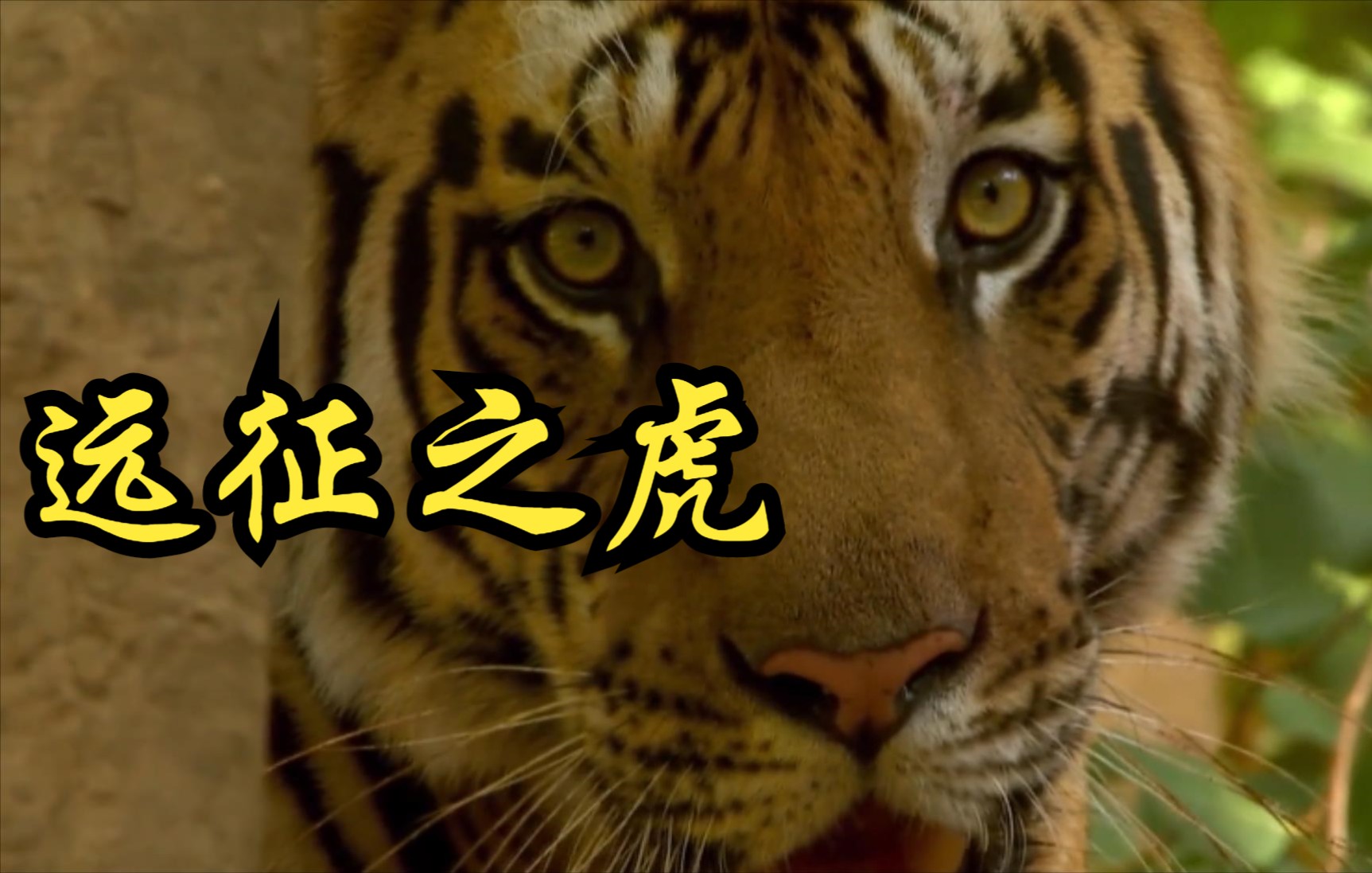 [图]【欧美】【纪录片】远征之虎 Expedition tiger