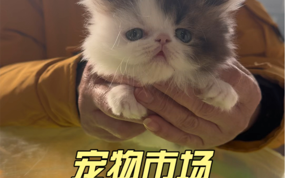 宠物市场猫猫哔哩哔哩bilibili