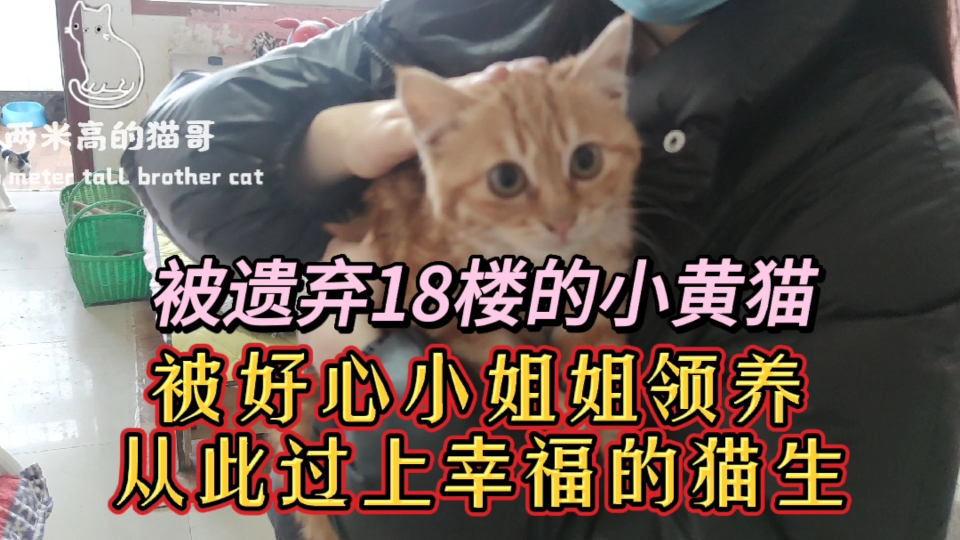 被遗弃18楼的小黄猫,被好心小姐姐领养,从此过上幸福的猫生哔哩哔哩bilibili