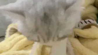 【丢丢】咻丢踩奶第一视角 太可爱了