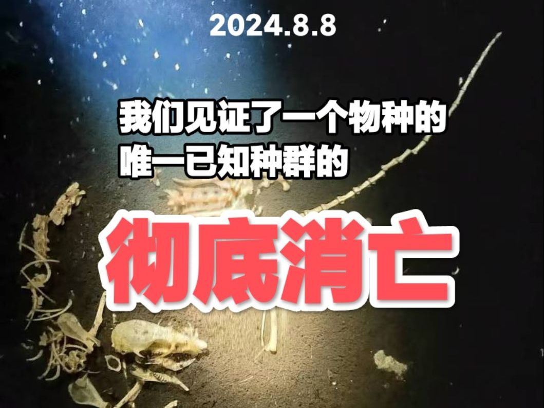 关于虫商于2024年8月8日在穴胫步甲分布区域投毒事件的个人观点哔哩哔哩bilibili