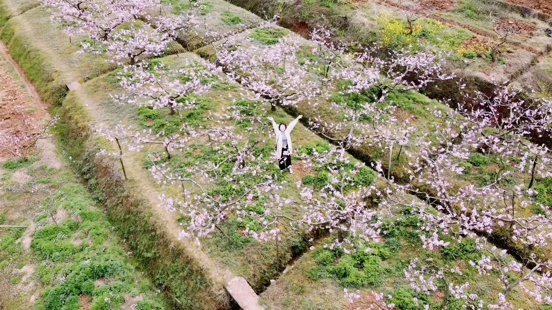 成都龍泉山桃花故里