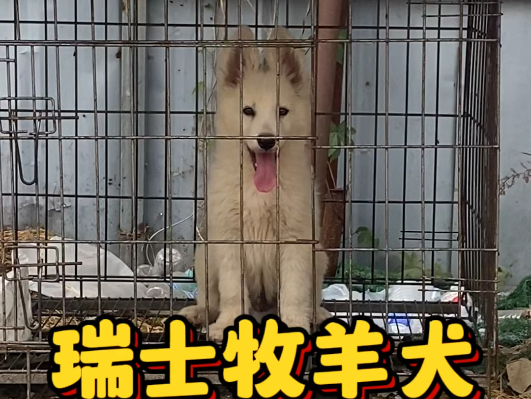 瑞士牧羊犬白德牧,是不是你们心里的梦中情狗哔哩哔哩bilibili