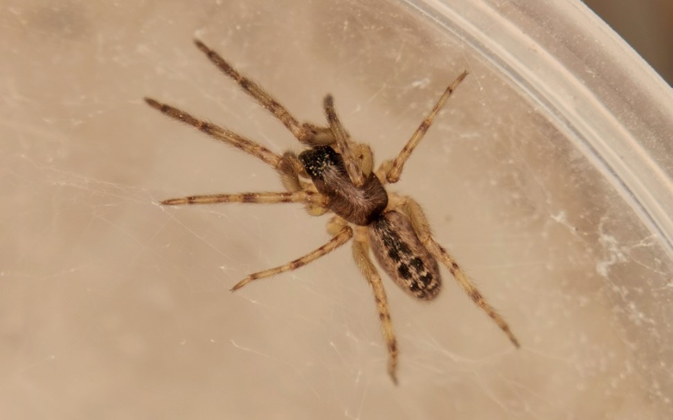 济南本地采集的冯氏类石蛛的连续捕食